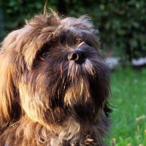 100_6546-balu